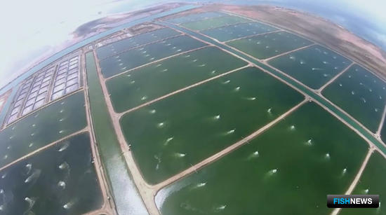 У саудитов большие планы по креветке У саудитов большие планы по креветке