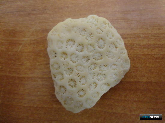 Не все морские сувениры можно ввозить свободно