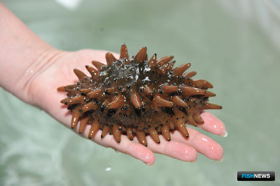 В Мировом океане видят огромный продовольственный потенциал В Мировом океане видят огромный продовольственный потенциал