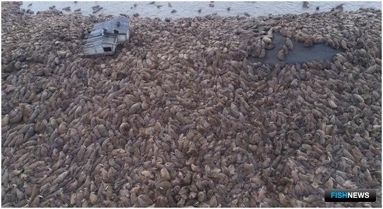 Наука удовлетворена численностью моржей в восточной Арктике