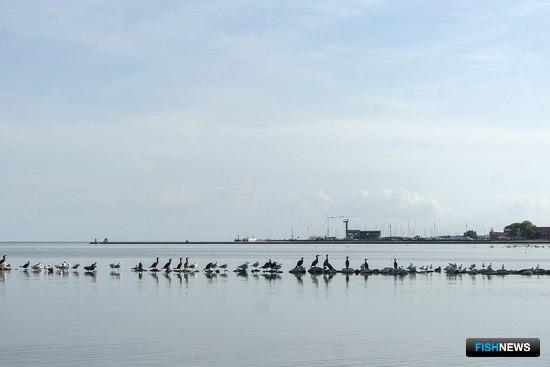Россия и Литва обсуждают промысел в трансграничных водах Россия и Литва обсуждают промысел в трансграничных водах
