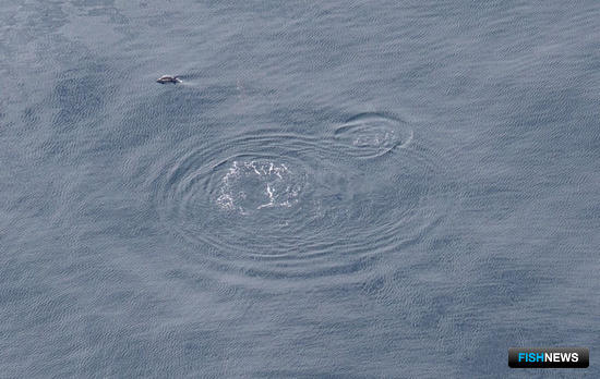 Дельфинов Черного моря посчитали с неба