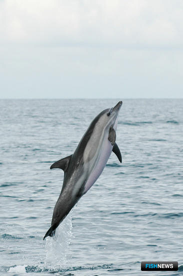 Дельфинов Черного моря посчитали с неба