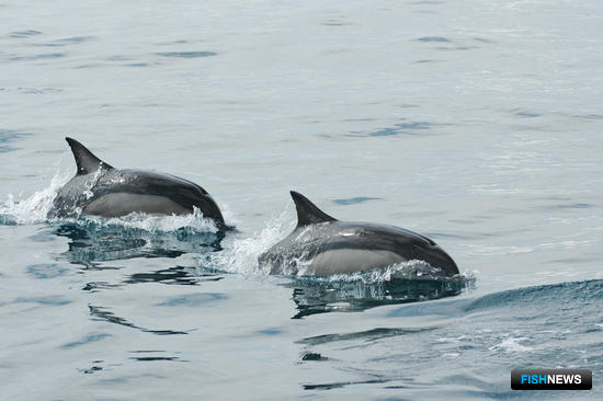 Дельфинов Черного моря посчитали с неба