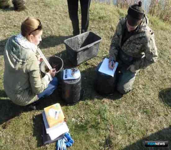 Донских раков посчитали ученые Донских раков посчитали ученые