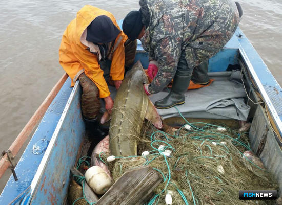 Методику расчета вреда водным биоресурсам обновят