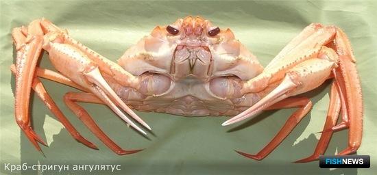На западе Берингова моря ждут перспективные запасы крабов