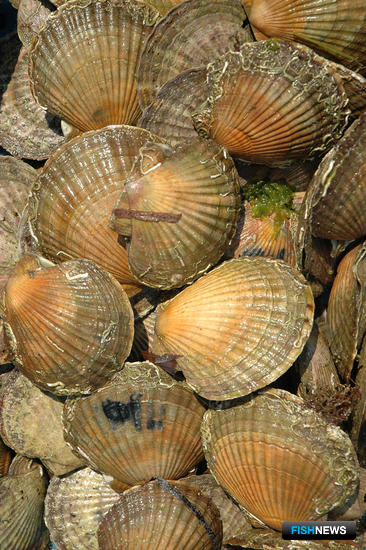 Владимир Стоянов: Пока не изменим законы &ndash; Китай не догоним