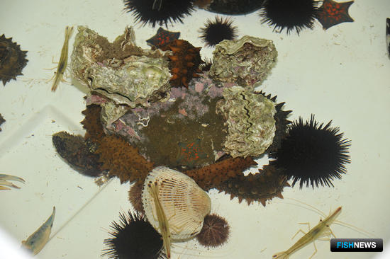 Изменения по &laquo;Аквавостоку&raquo; оценили в отрасли