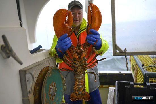 Американского лобстера на рынке КНР заменяет канадский Американского лобстера на рынке КНР заменяет канадский