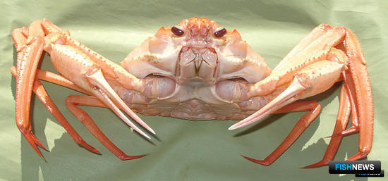 Глубоководные крабы отправятся на новый аукцион совсем скоро Глубоководные крабы отправятся на новый аукцион совсем скоро