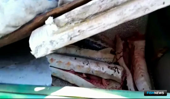 Браконьерскую осетрину нашли в камышах