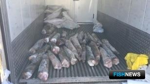 Браконьерский бизнес закрыли в Красноярском крае