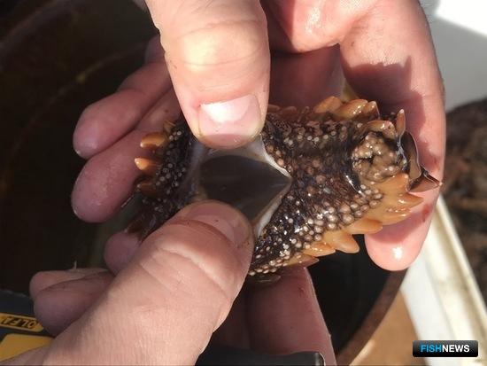 Ученые дадут нормы выхода продукции по трепангу