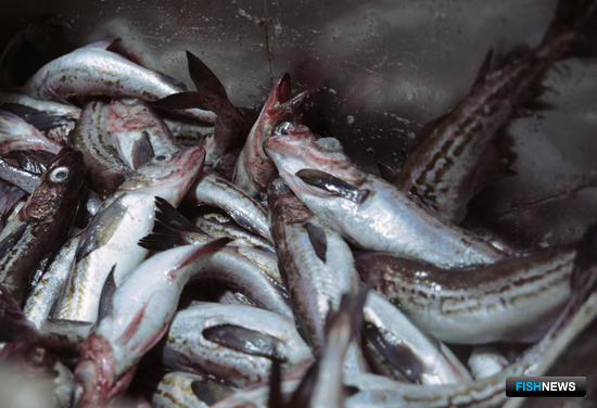 Америка хочет ловить больше минтая