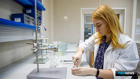 Диких и домашних осетров смогут распознавать по икре