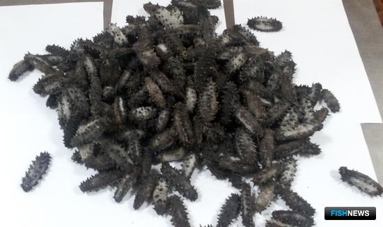 Трепанг стал «тайным» гостем на таможне Трепанг стал «тайным» гостем на таможне