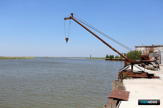 Кубанских рыбоводов поддержат новыми субсидиями