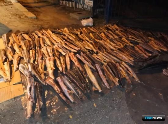 Перевозчику осетра насчитали более 36 миллионов ущерба Перевозчику осетра насчитали более 36 миллионов ущерба