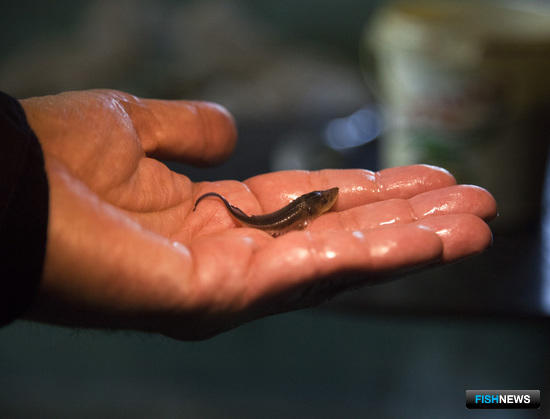 Список ценных водных обитателей обновится