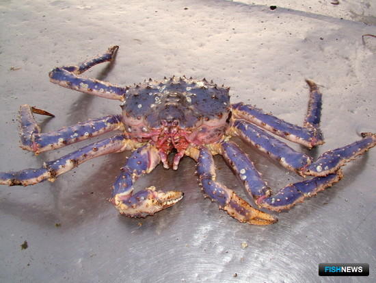 Краболовам приготовили правила поддержки