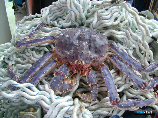 Крабовые квоты для КМНС поразили промышленность
