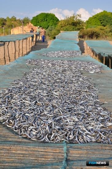 Рыба Уганды и Мозамбика просится в Россию