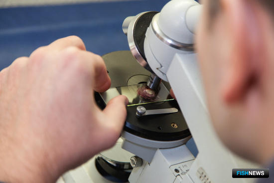 Качество китайской рыбы беспокоит Россельхознадзор Качество китайской рыбы беспокоит Россельхознадзор