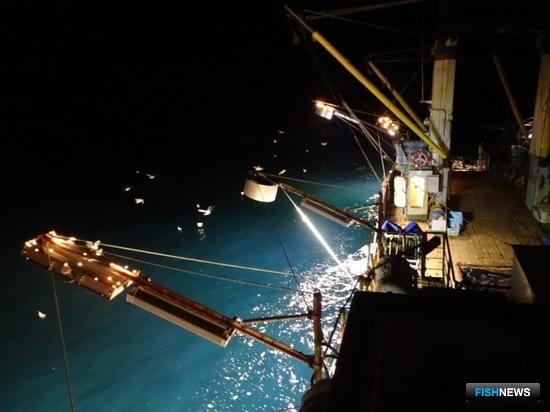 Наука ищет лучший способ лова сайры Наука ищет лучший способ лова сайры