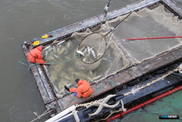 С чем рыбаки начинают новый год С чем рыбаки начинают новый год