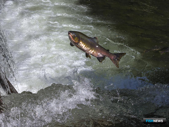 ВНИРО хочет сделать для лососей Сахалина отдельный проект