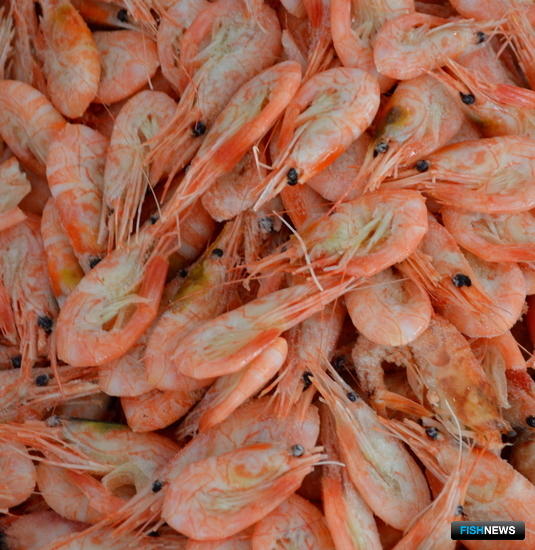Рыбаки рискуют остаться без углохвостой креветки Рыбаки рискуют остаться без углохвостой креветки