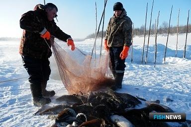 Ямальским КМНС увеличили квоту на сиговых