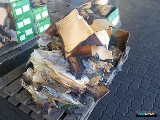 Чилийский кижуч прорывался в Россию сквозь огонь