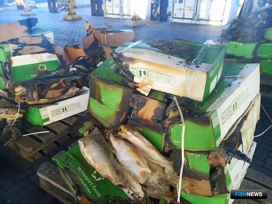 Чилийский кижуч прорывался в Россию сквозь огонь