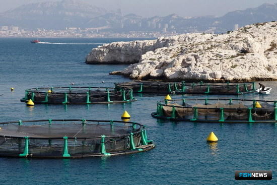 Турецкие аквафермеры видят перспективы на рынке КНР Турецкие аквафермеры видят перспективы на рынке КНР