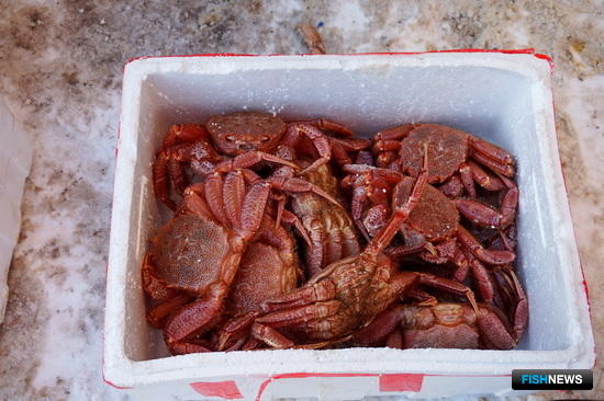 Экспорт браконьерского краба наладили иностранцы