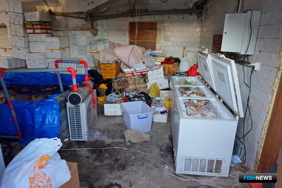 Экспорт браконьерского краба наладили иностранцы