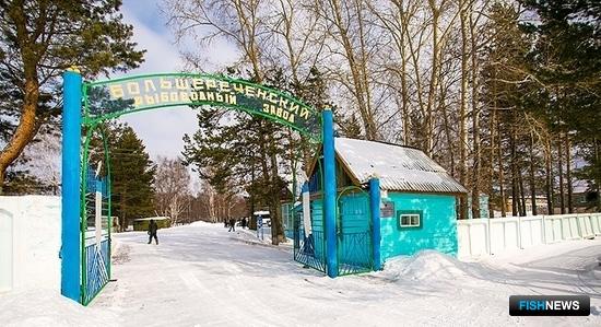 &laquo;Роддому&raquo; для байкальского омуля готовят масштабную реконструкцию