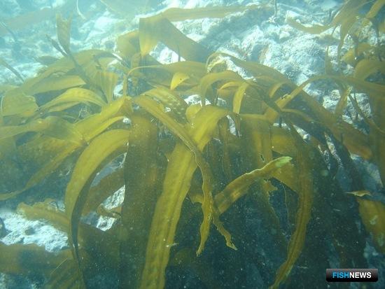 Сельскому хозяйству хотят помочь водорослями