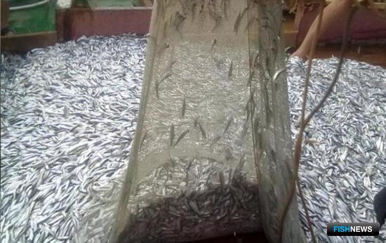 Килька радует ученых и рыбаков