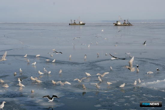На востоке Сахалина завершилась наважья путина На востоке Сахалина завершилась наважья путина