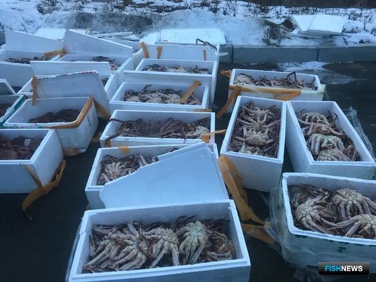 Заготовщику &laquo;военного&raquo; трепанга вынесли приговор