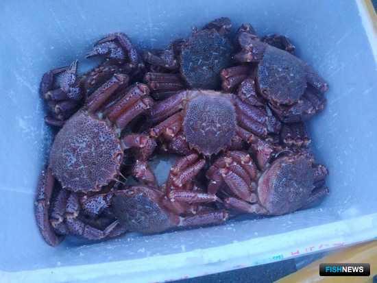 Заготовщику &laquo;военного&raquo; трепанга вынесли приговор