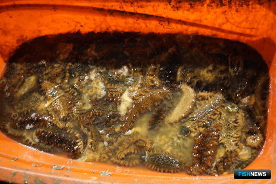 Заготовщику &laquo;военного&raquo; трепанга вынесли приговор