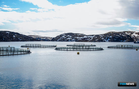 Опыт марикультуры Дальнего Востока применят в Арктике