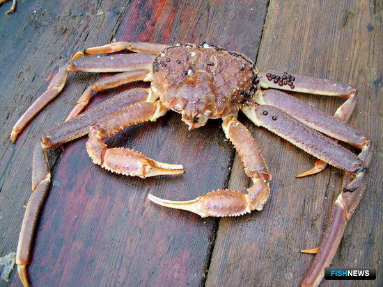 Рыбе и крабу США удешевили возвращение с китайских заводов
