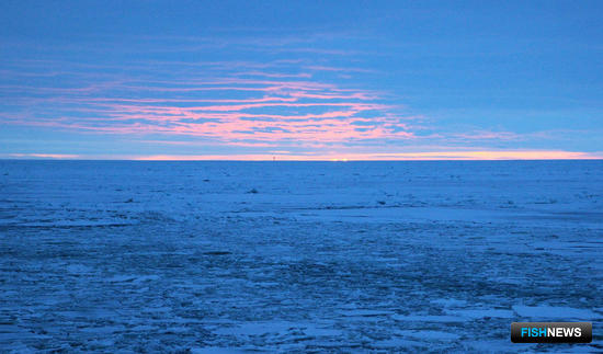 Уловы на Западном бассейне пока невелики Уловы на Западном бассейне пока невелики
