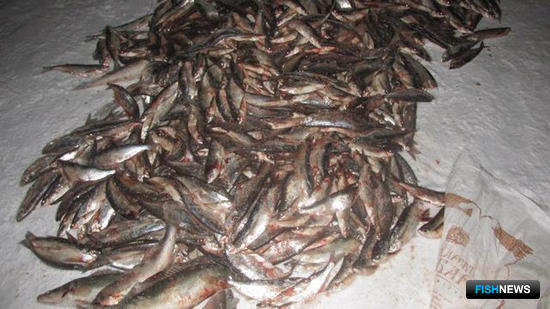 Браконьерский промысел на Белом озере закрыла рыбоохрана