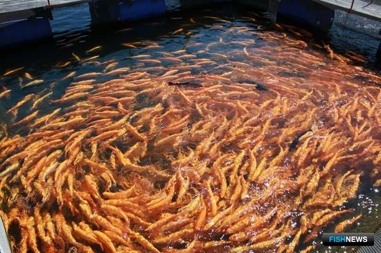 Рыбной отрасли Приангарья готовят план развития